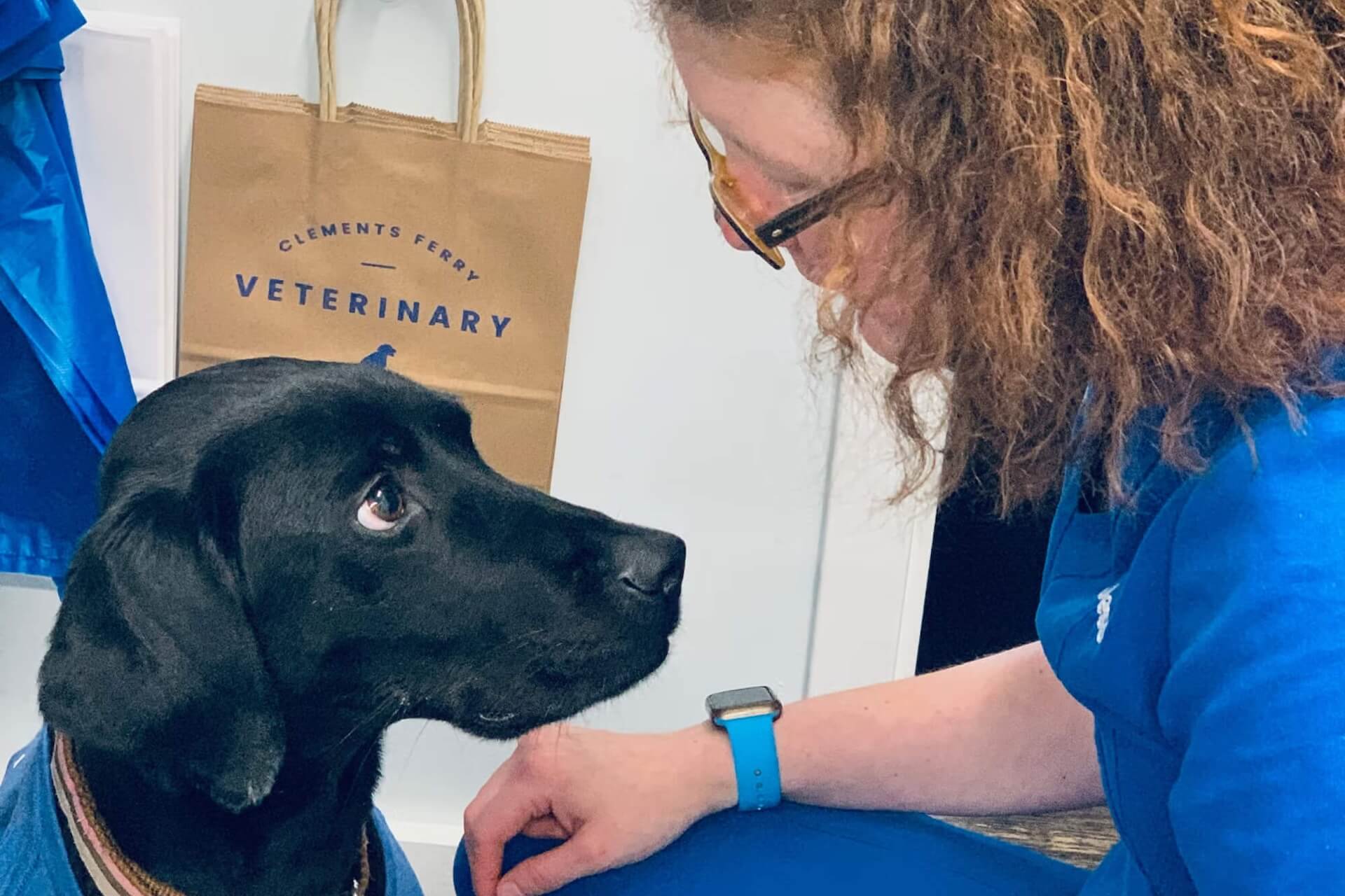 pet hospital In Charleston, SC 