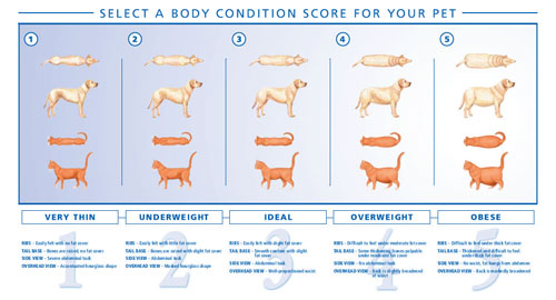 https://www.clementsferryveterinary.com/sites/default/files/BCS-Chart_0.jpg