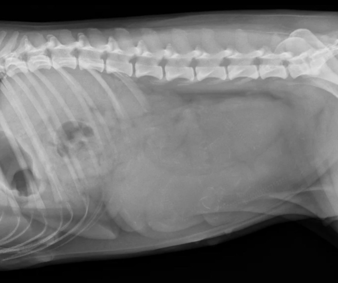 clementsferrydigitalradiographs
