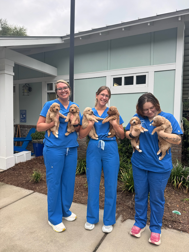 clementsferrydogservices