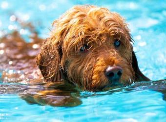 How to Avoid Losing Your Pet to Secondary Drowning