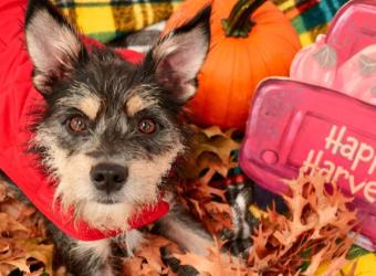 Fall Pet Danger: Autumn Alert: Navigating Fall Pet Dangers and Keeping Your Furry Friends Safe