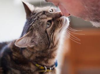 Senior Cat Care: Promoting Wellness at Every Age