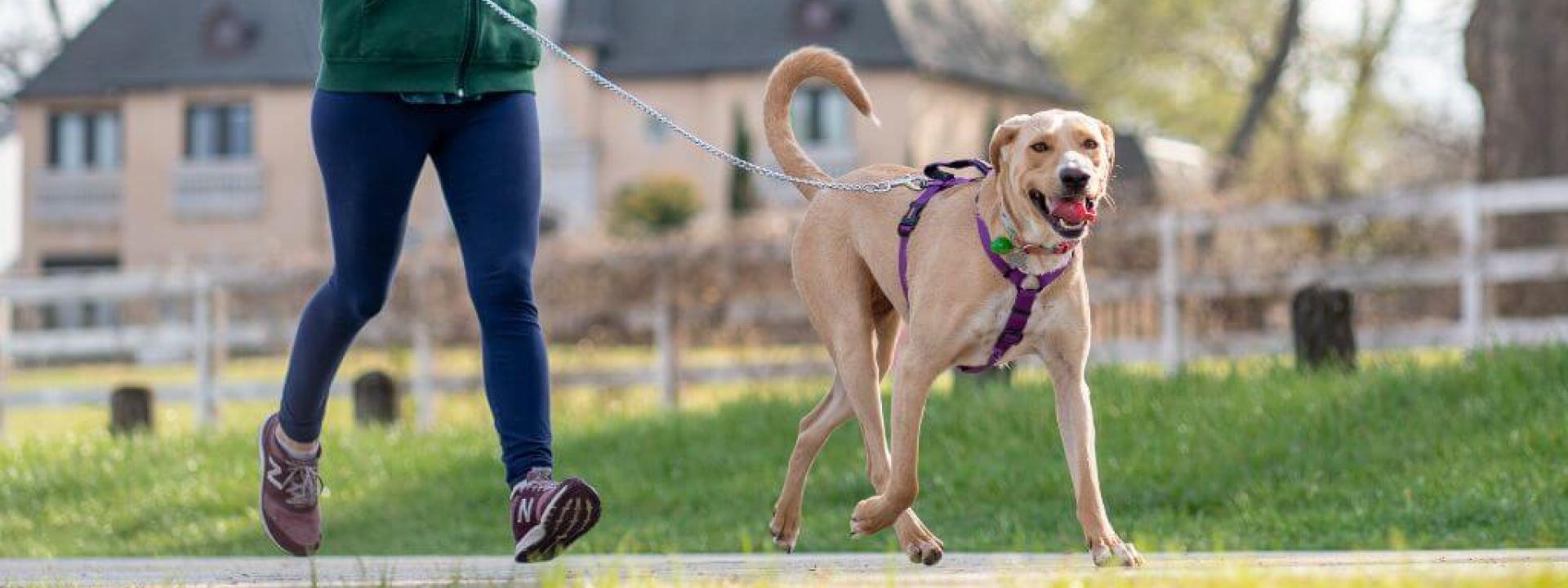 A dog in a harness and leash taking a walk with their owner