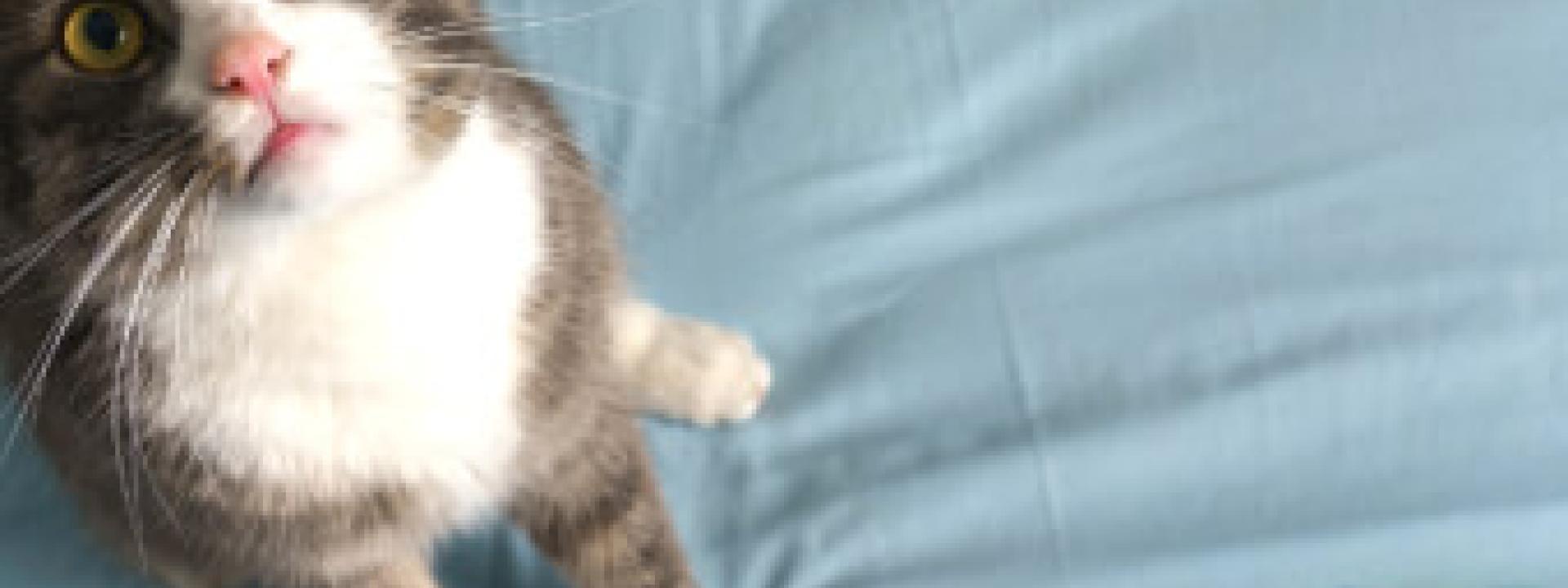 Cat looking up at camera after peeing on bed.