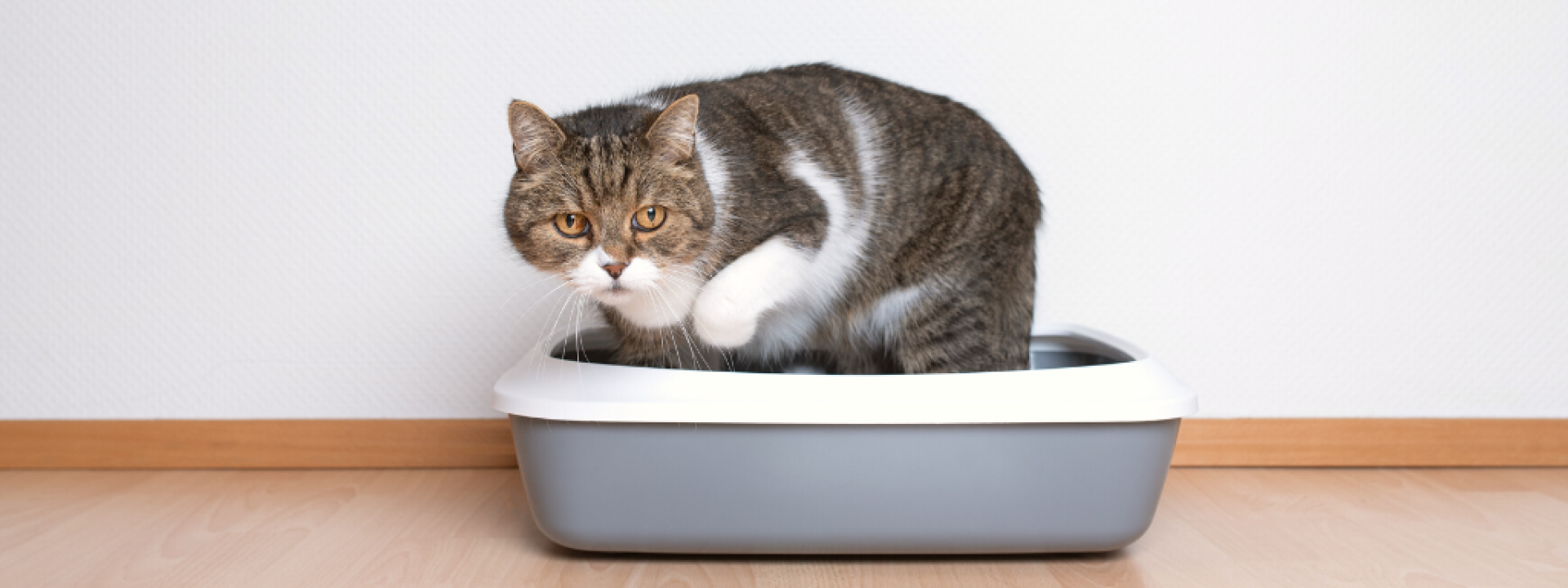 Cat trying to use litter box with discomfort.