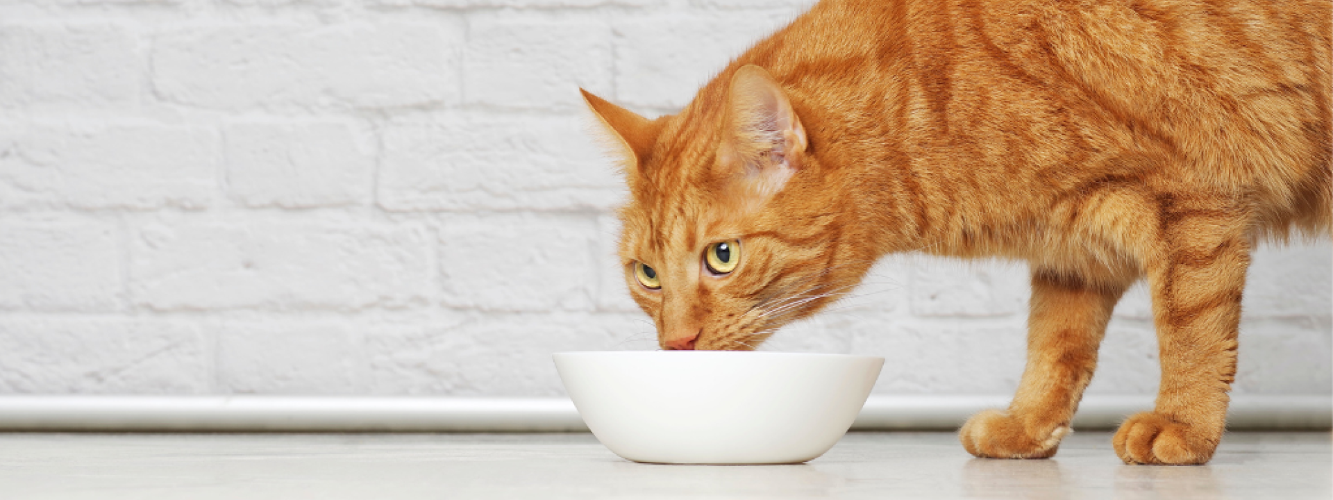 Help My Cat is a Picky Eater How to Know if Your Pet is Getting the Right Nutrients