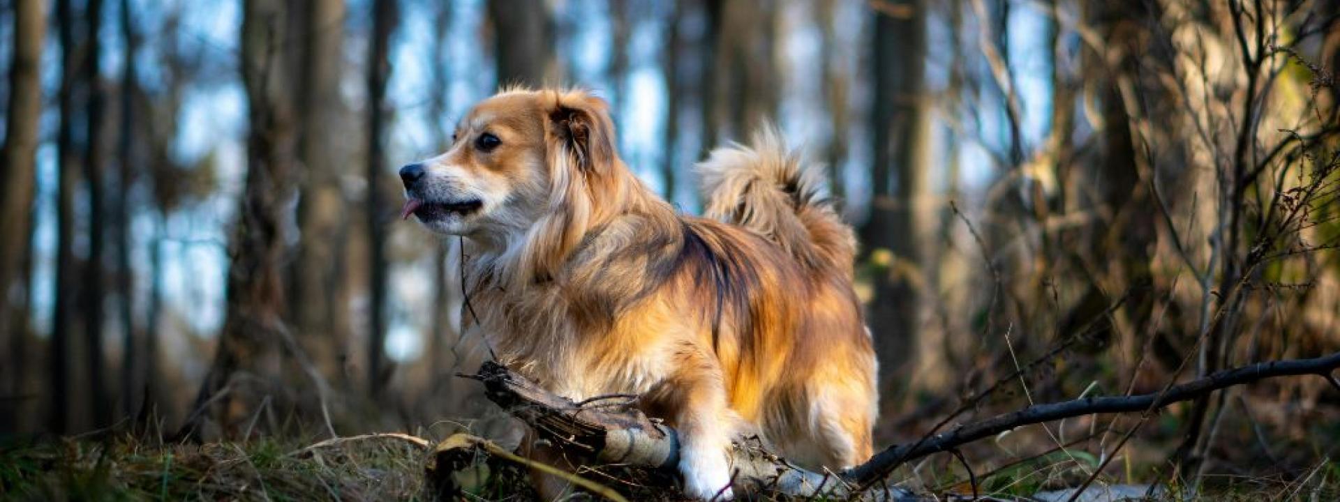 Dog standing in the woods, an environment where dogs can get poison ivy
