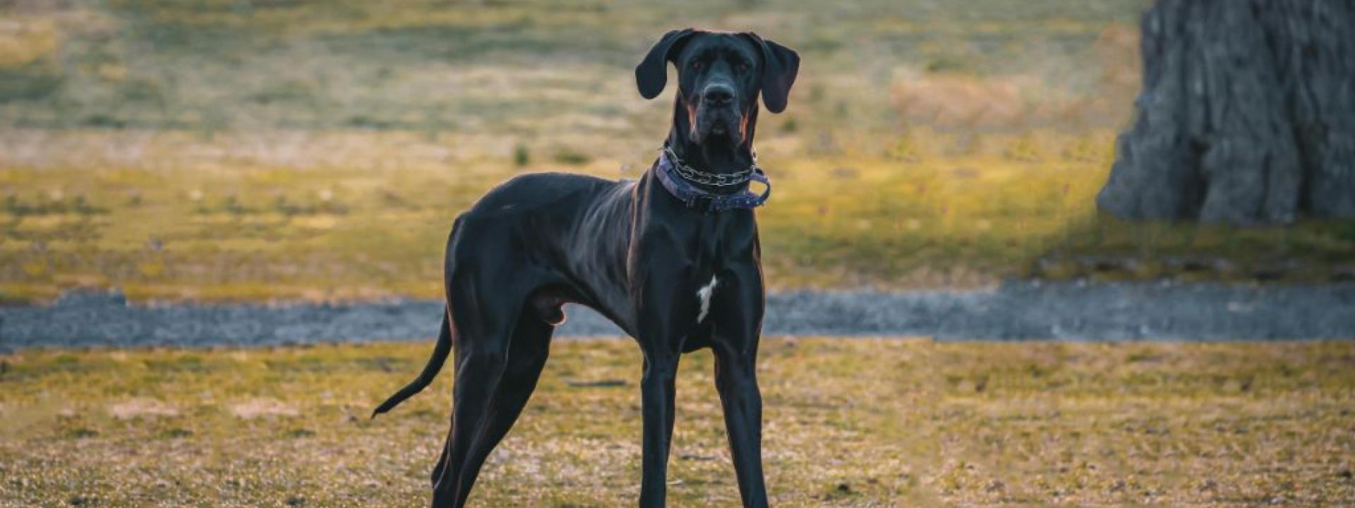 Great Dane outside, Great Danes are prone to bloat and GDV in dogs is a concern